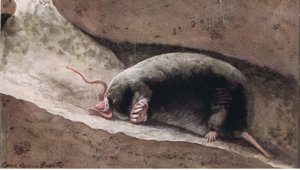 Townsend Mole
